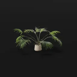 Chinese Palm Wide Plant Potted