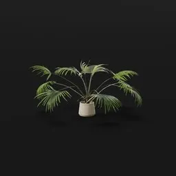 Chinese Palm Wide Plant Potted