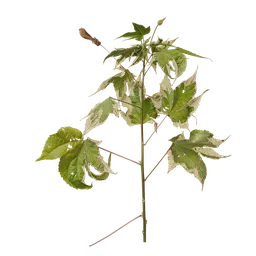 Abutilon pictum Atlas