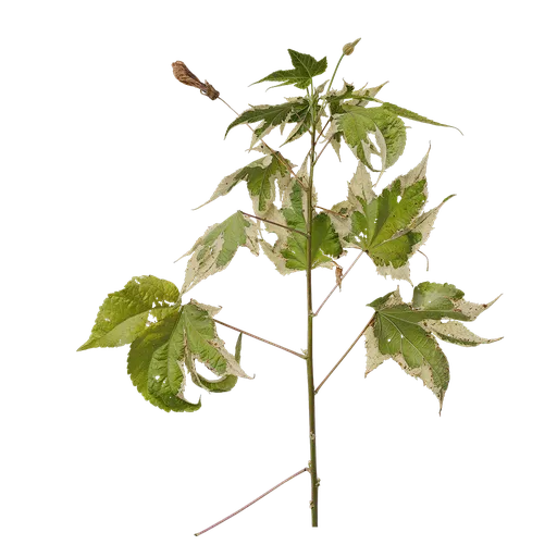 Abutilon pictum Atlas