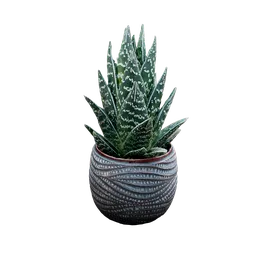 Tiki Aloe Plant