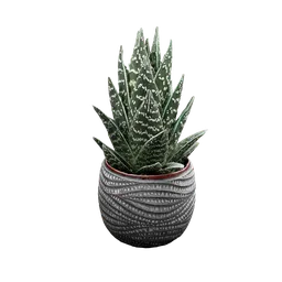 Tiki Aloe Plant