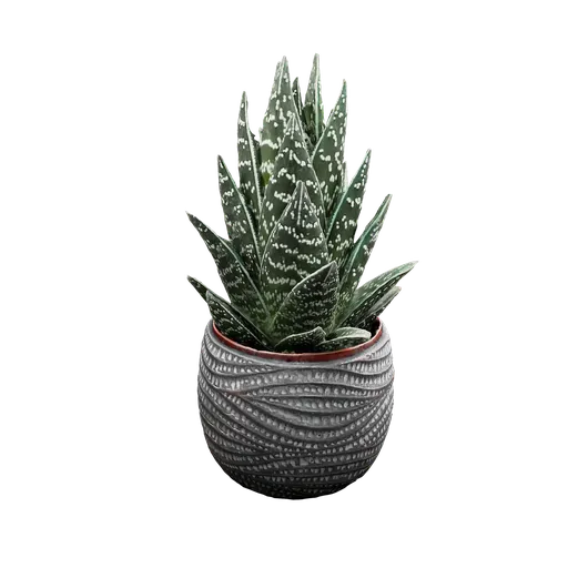 Tiki Aloe Plant