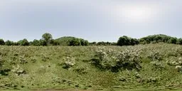 Idyllic sunlit grassy landscape with lush foliage under clear skies, perfect for 3D scene lighting.