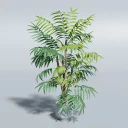 Tropical Palm Tree