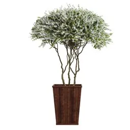 Indoor Plant - Amelanchier lamarckii Pot