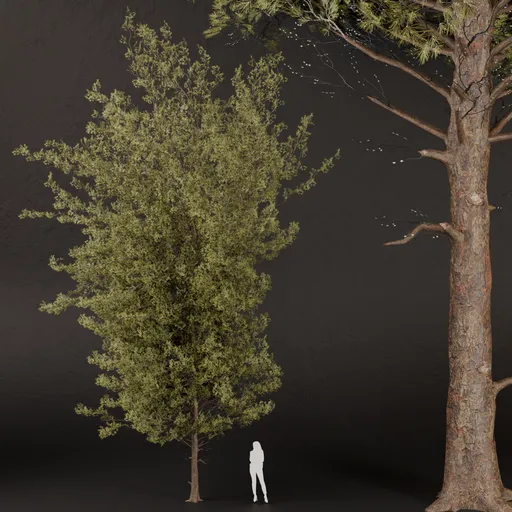 SJ- Perfect Pine Tree