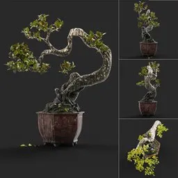 "Detailed 3D bonsai tree model showing intricate textures and naturalistic styling, compatible with Blender for 3D design and animation."