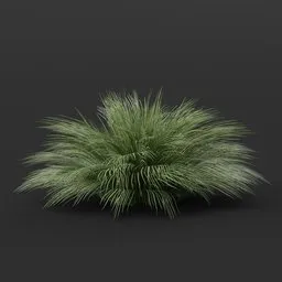 Fountain Grass Big