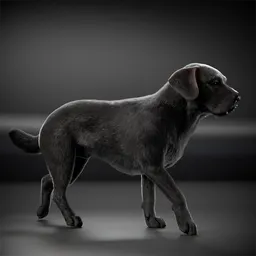 Dog Black Labrador Animated