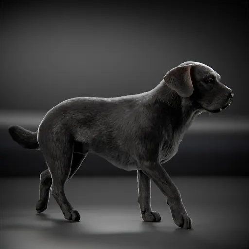 Dog Black Labrador Animated