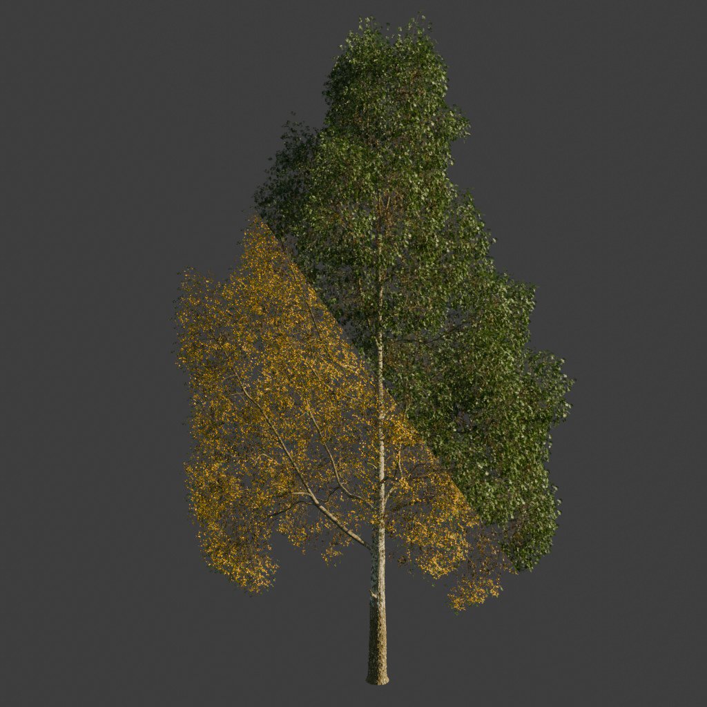Silver Birch Tree | FREE Trees models | BlenderKit