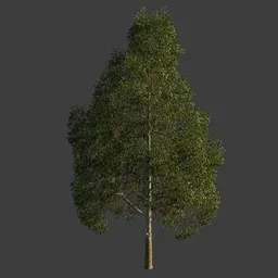 Birch Tree