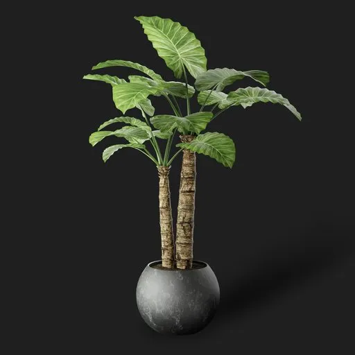 Potted Alocasia Plant