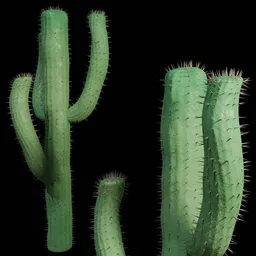 Cactus