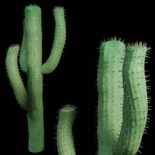 Cactus