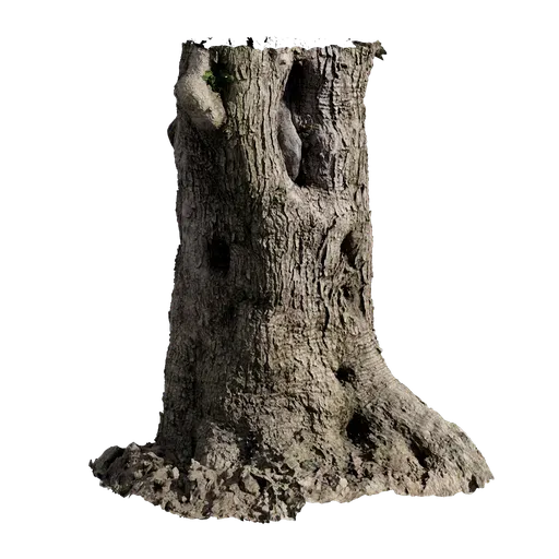 Olea europaea Trunk