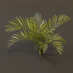 Alexandra Palm Plant Large Var