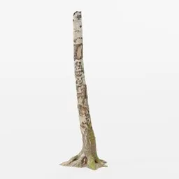 Highly detailed Blender 3D moss-covered birch trunk model suitable for realistic forest scenes.