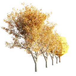 Highly-detailed autumnal tree 3D model with multiple levels of detail, perfect for Blender rendering and 3D visualization.