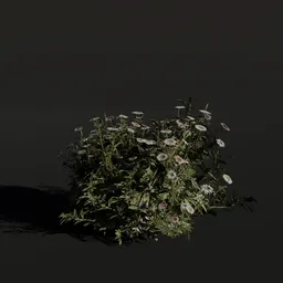 Detailed 3D model of a medium-sized Aster shrub, suitable for Blender renderings.