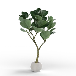 Highly detailed 3D virtual Ficus Lyrata plant model with realistic leaves for Blender rendering.