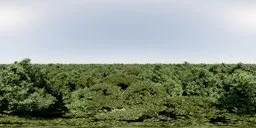 360° panoramic HDR image capturing a vibrant forest canopy under a clear blue sky for realistic lighting in 3D scenes.