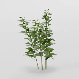 Herb Plant