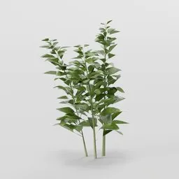 Herb Plant