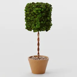 Hedge Shrub - Standard Cylinder