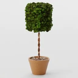 Hedge Shrub - Standard Cylinder