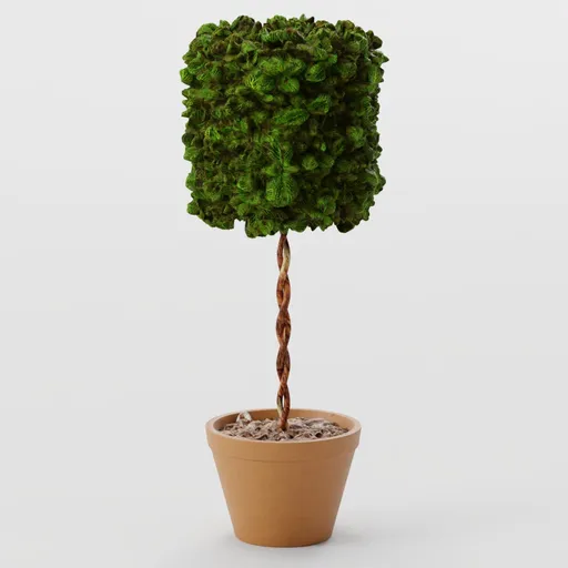 Hedge Shrub