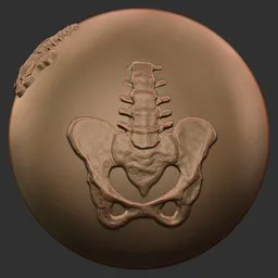 Pelvis