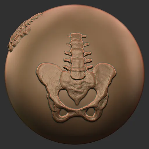 Pelvis