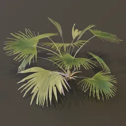 Fan Palm Young