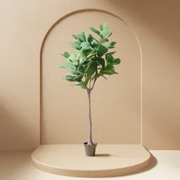 Fiddle Leaf Fig Tree