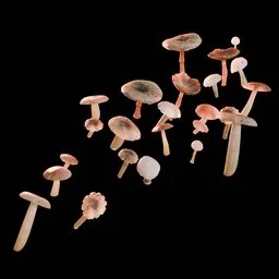 Mushrooms