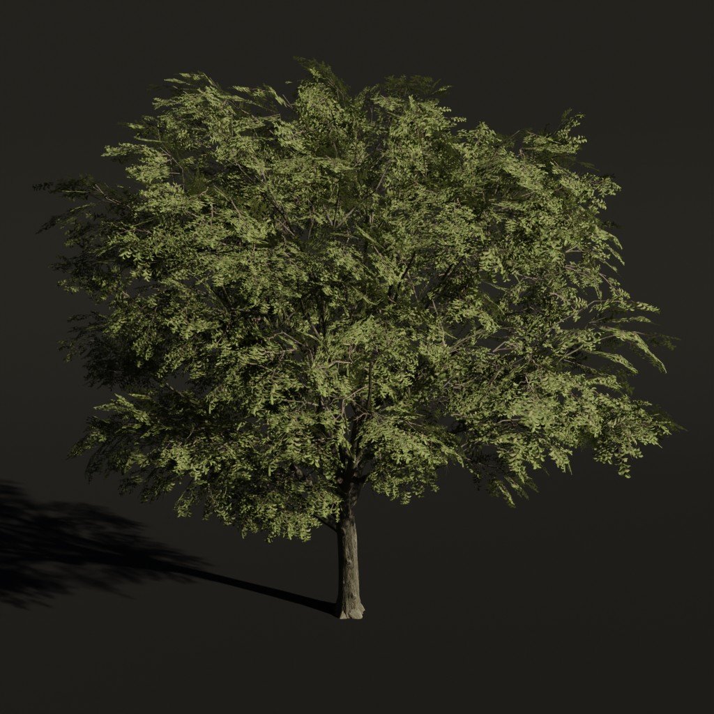 Tree American Elm a2 | Trees models | Blendkit