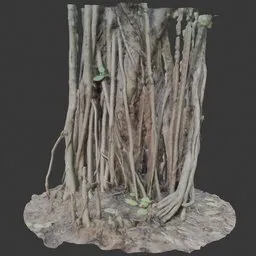 Banyan Tree Trunk with Roots