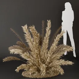 SJ- Pampas Elegant Glow Bush