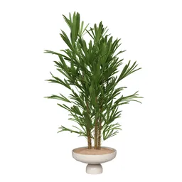 Rhapis Excelsa Lady Palm Hydro Care