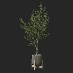 Olive Plant