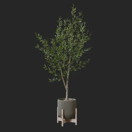 Olive Plant