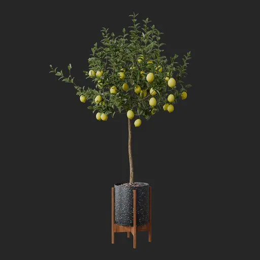 Lemon Plant