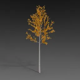 Linden Sapling Autumn
