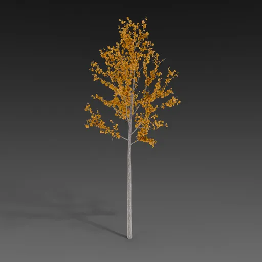 Linden Sapling Autumn