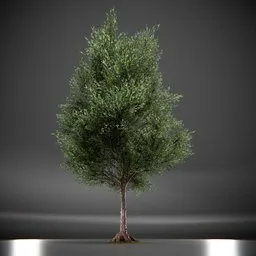 Callery Tree Low Poly Animated