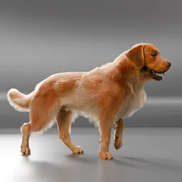 Dog Golden Walking Cycle Animated