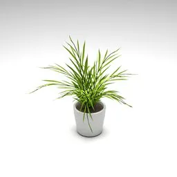 Grass Plant
