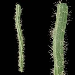 Realistic Cactus
